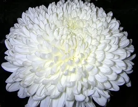fiori per lutto-1