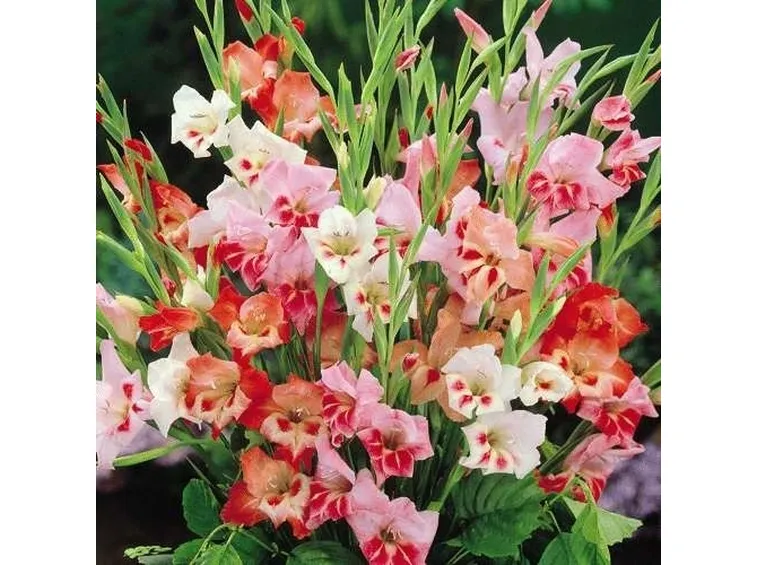 fiori per lutto