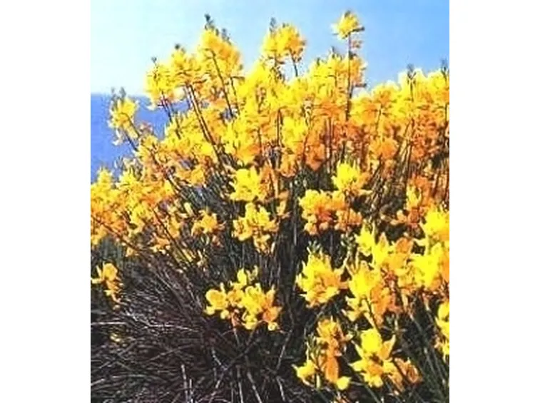 fiori per mi dispiace-1
