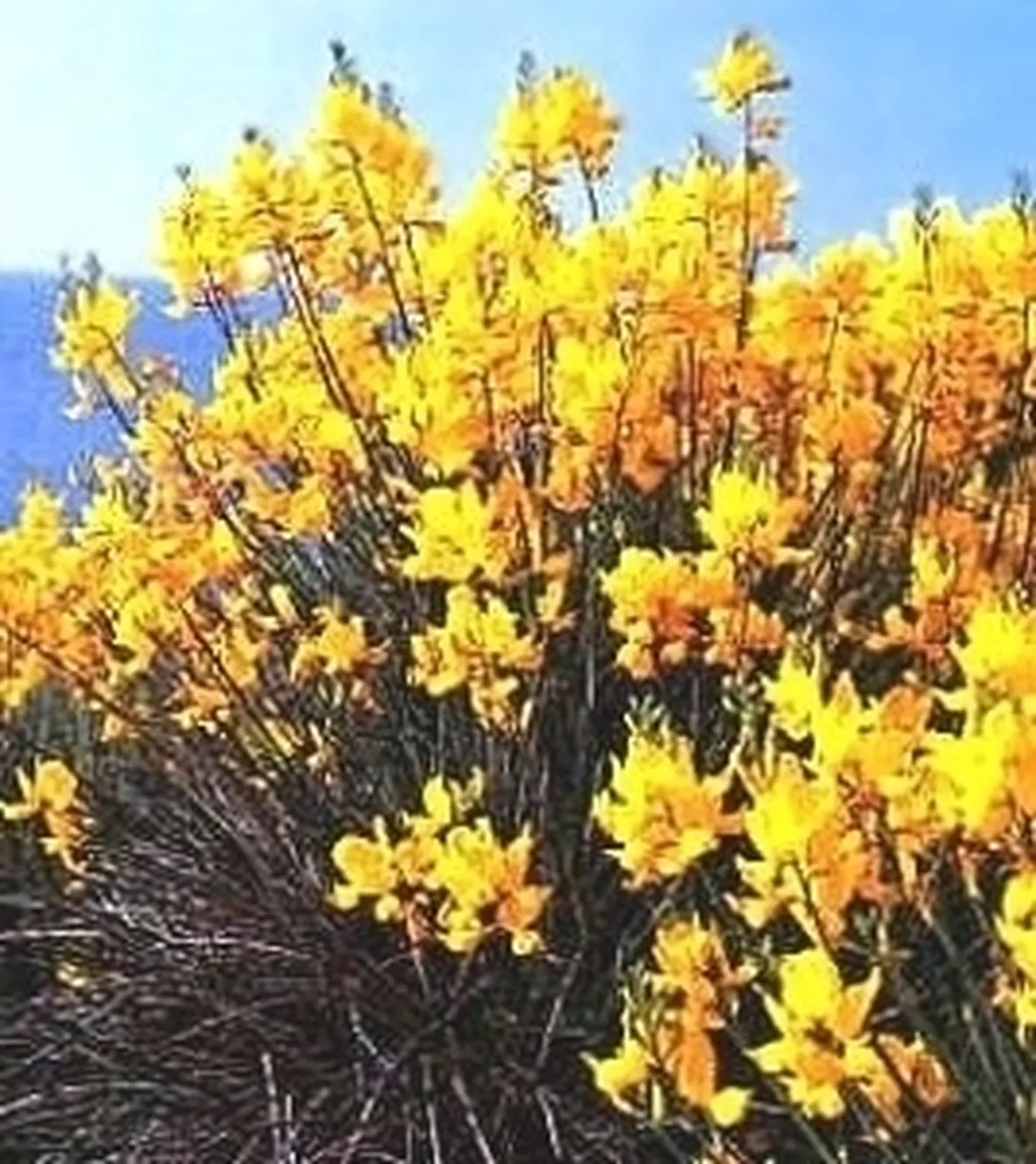 fiori per mi dispiace-1