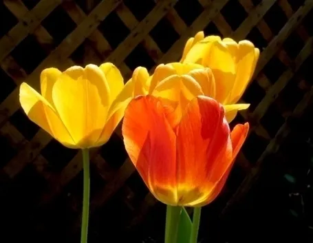 fiori per mi dispiace