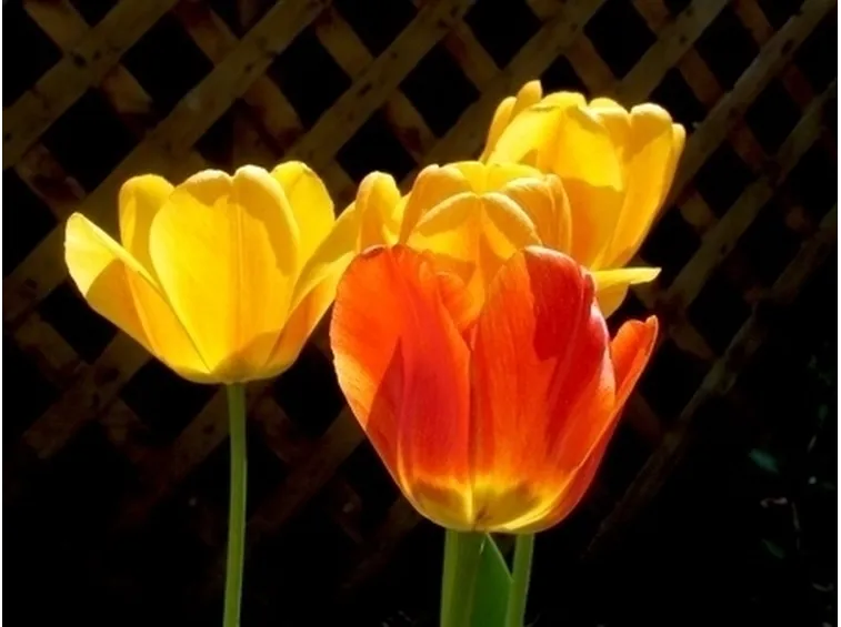 fiori per mi dispiace
