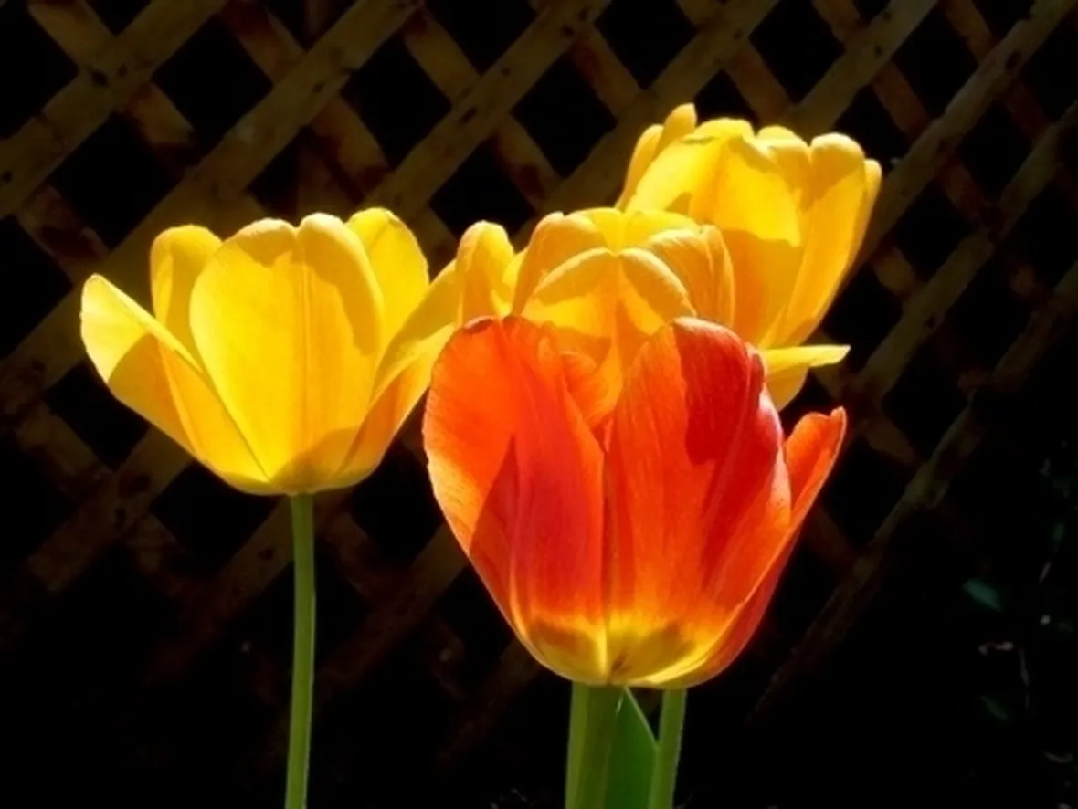 fiori per mi dispiace
