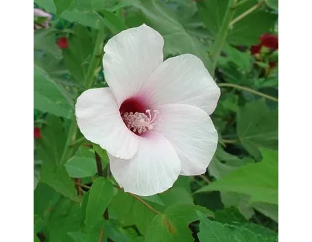 fiori per nascita