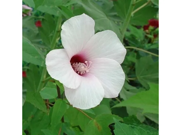 fiori per nascita