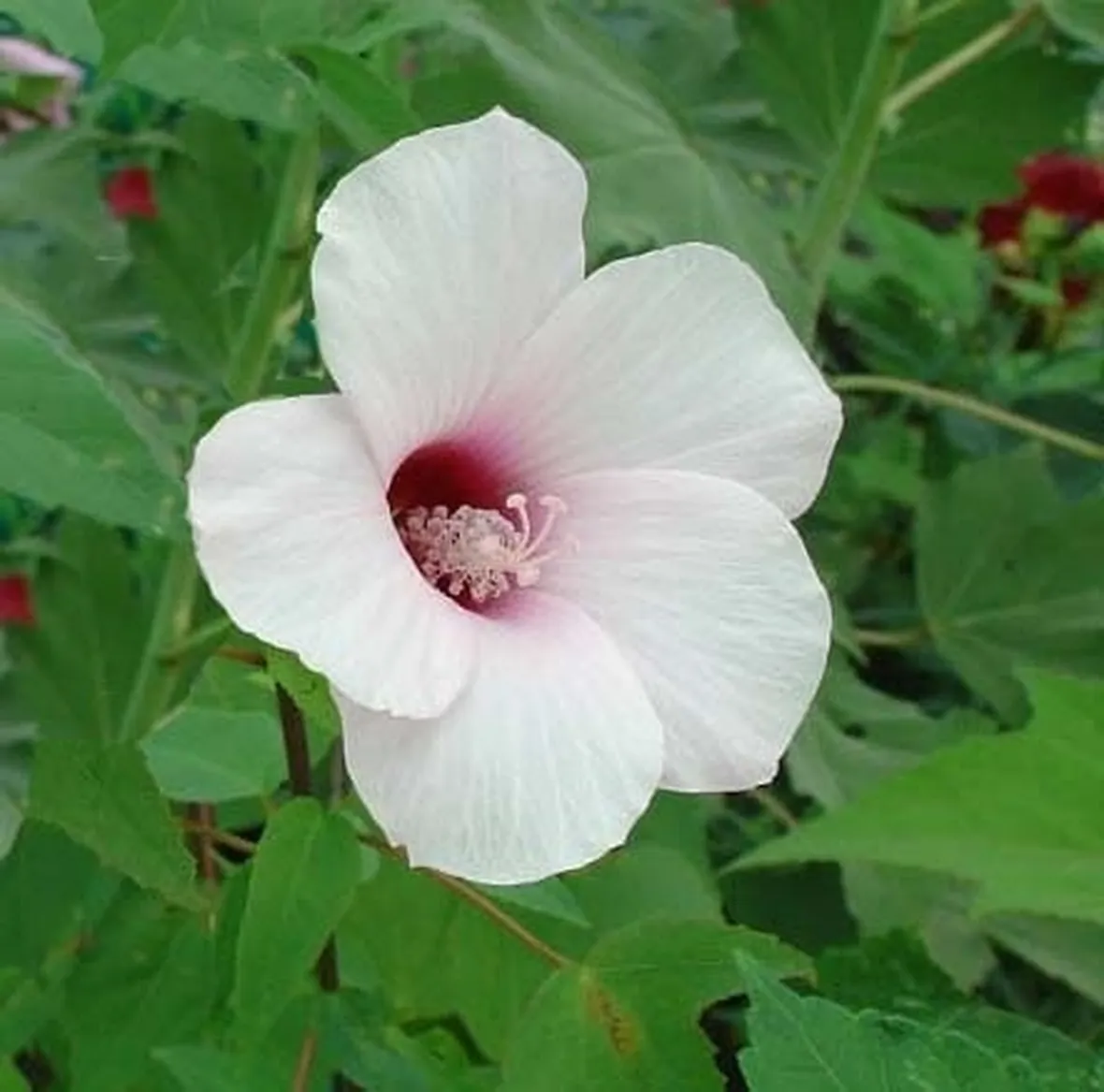 fiori per nascita