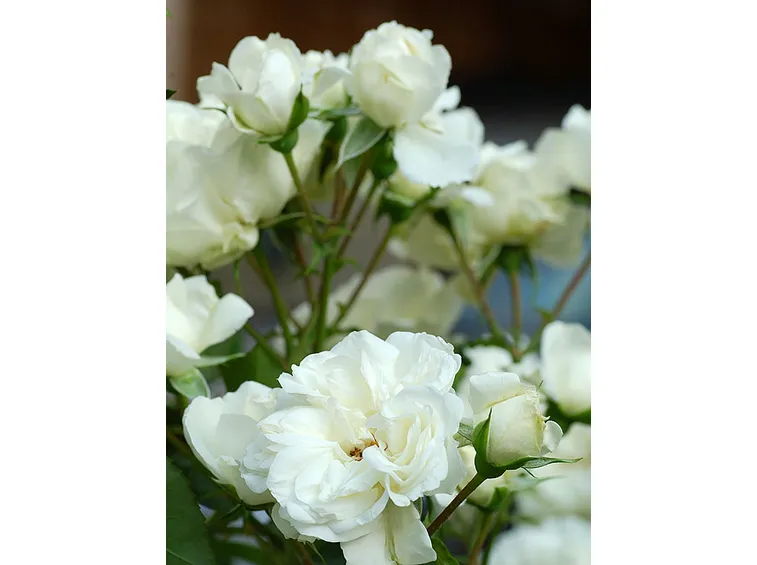 fiori per nozze-1