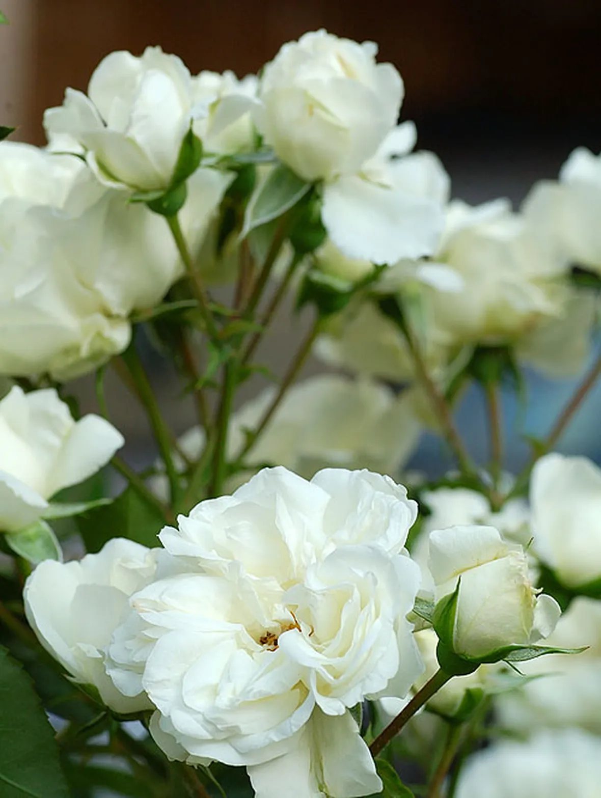 fiori per nozze-1