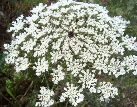 fiori per regalo-1