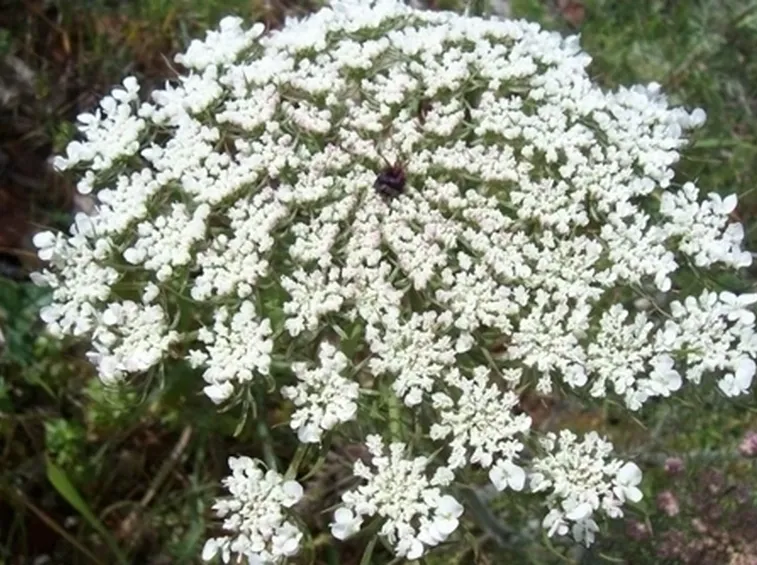 fiori per regalo-1