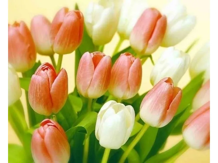 fiori per regalo