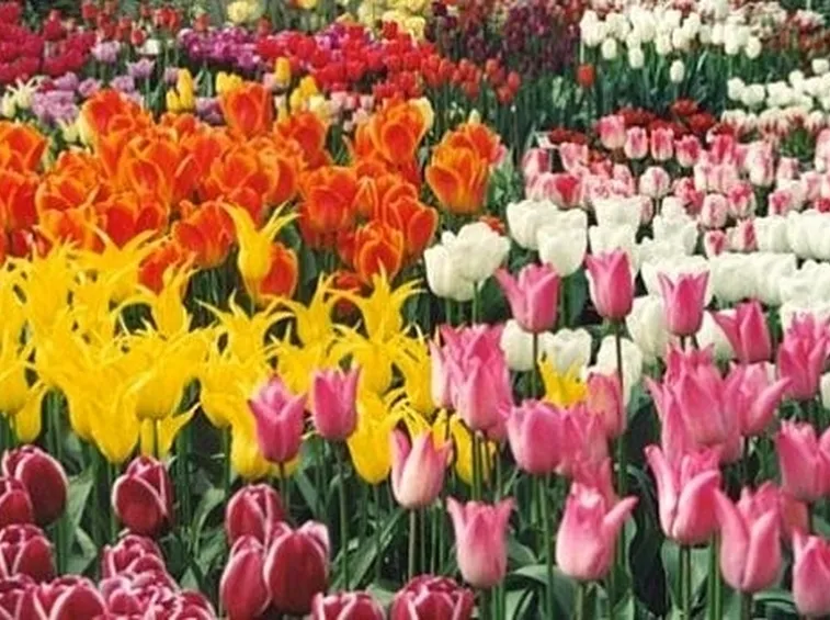 Fiori per ringraziamenti, laurea o comunioni e cresime