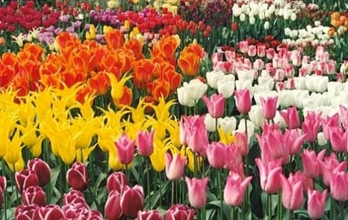 Fiori per ringraziamenti, laurea o comunioni e cresime