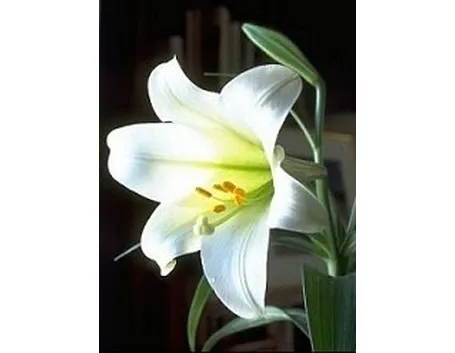 fiori per ringraziamenti