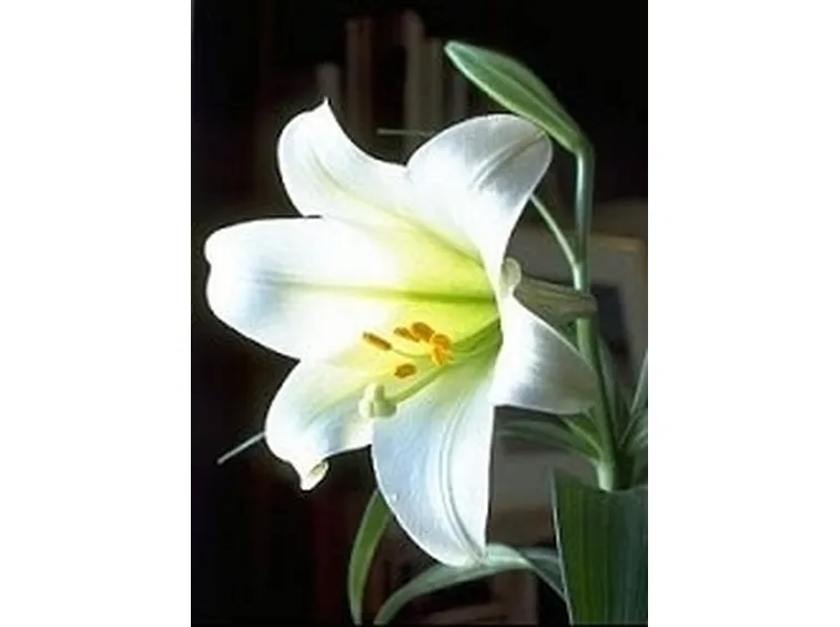 fiori per ringraziamenti