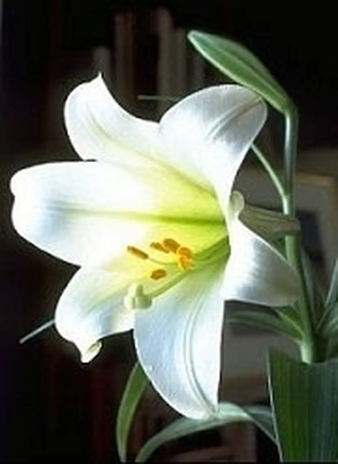 fiori per ringraziamenti