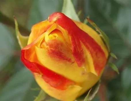 inviare fiori a Messina