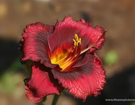inviare fiori Altamura