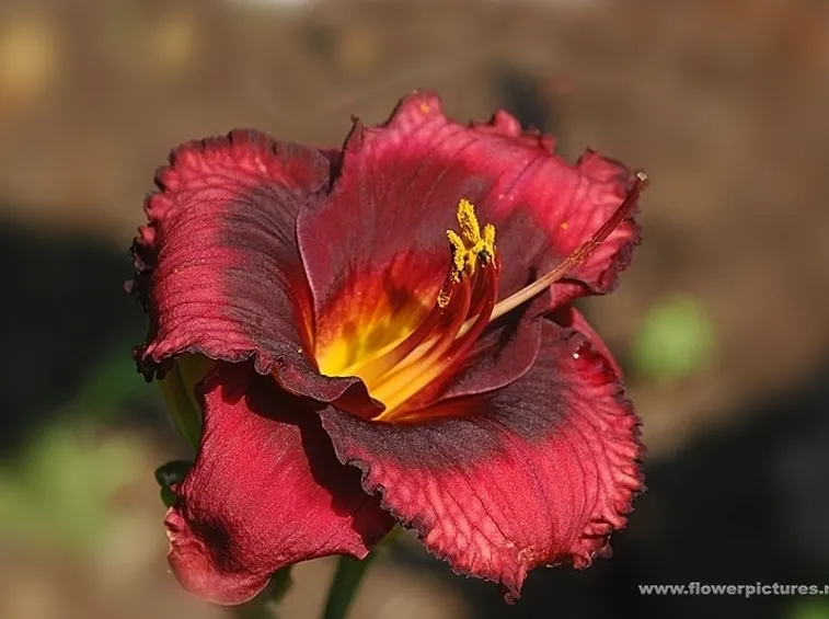 inviare fiori Altamura