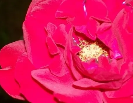 inviare fiori Messina