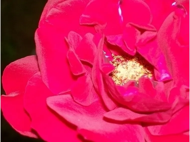 inviare fiori Messina