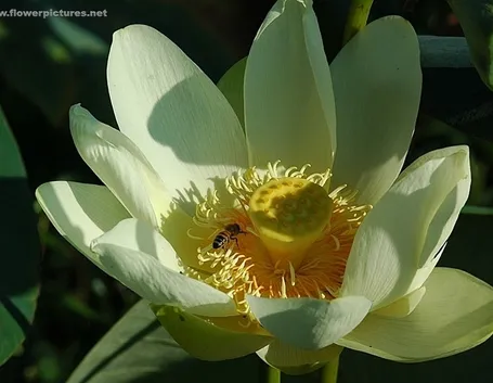 inviare fiori Potenza