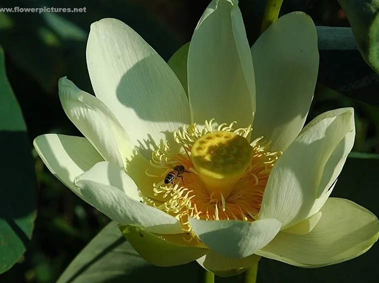 inviare fiori Potenza