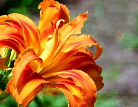 inviare fiori Prato