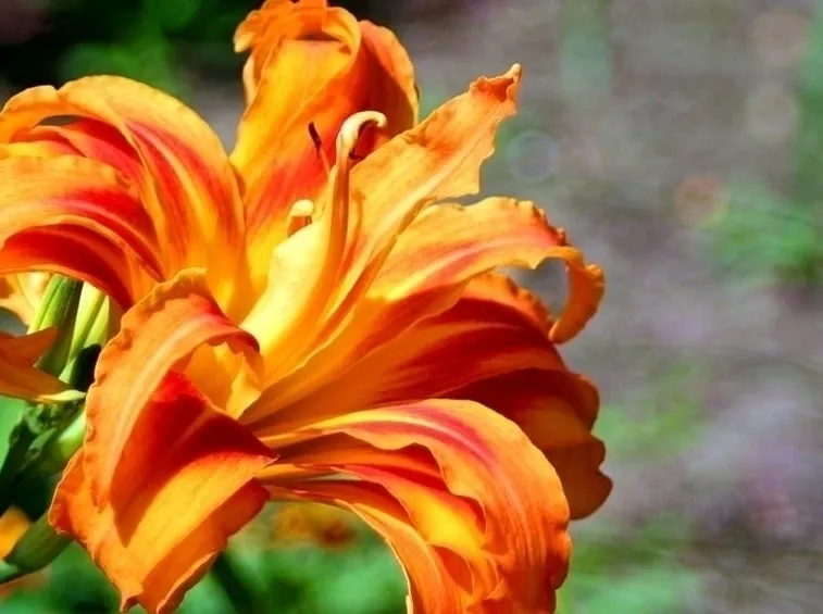 inviare fiori Prato