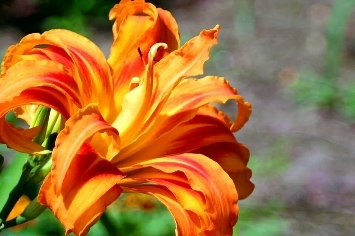 inviare fiori Prato