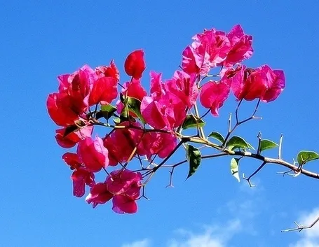 inviare fiori Trieste