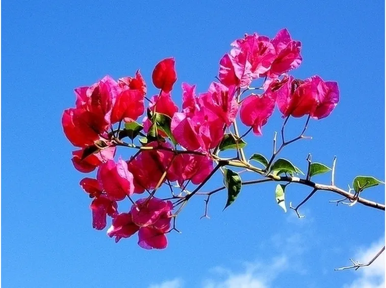 inviare fiori Trieste