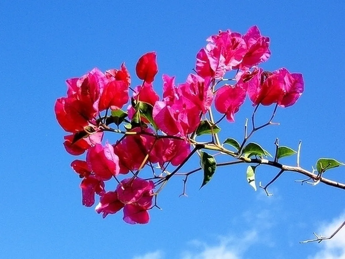 inviare fiori Trieste