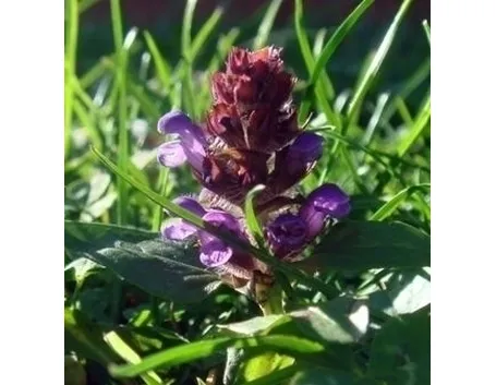 inviare fiori Varese