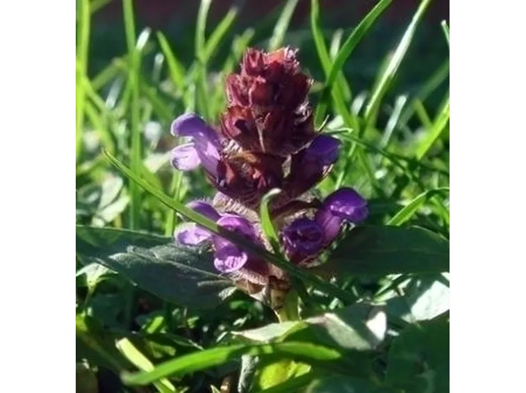 inviare fiori Varese