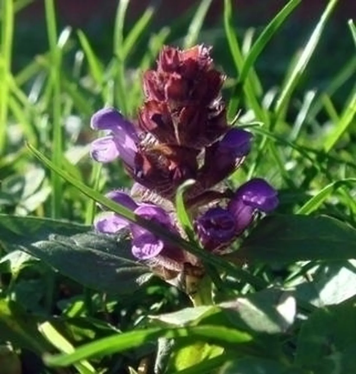inviare fiori Varese
