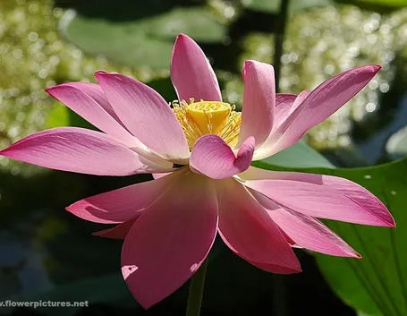 invio fiori Bari