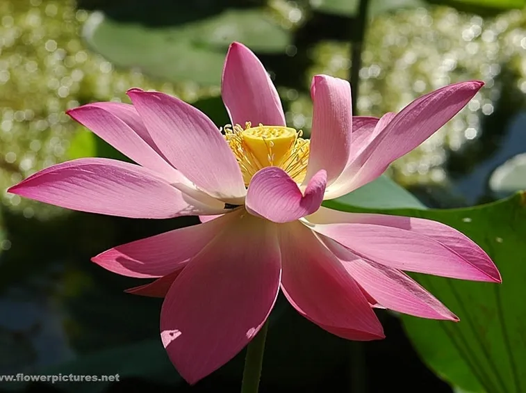 invio fiori Bari