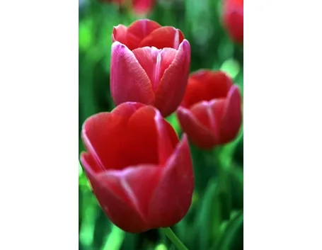 invio fiori per laurea e diploma-1