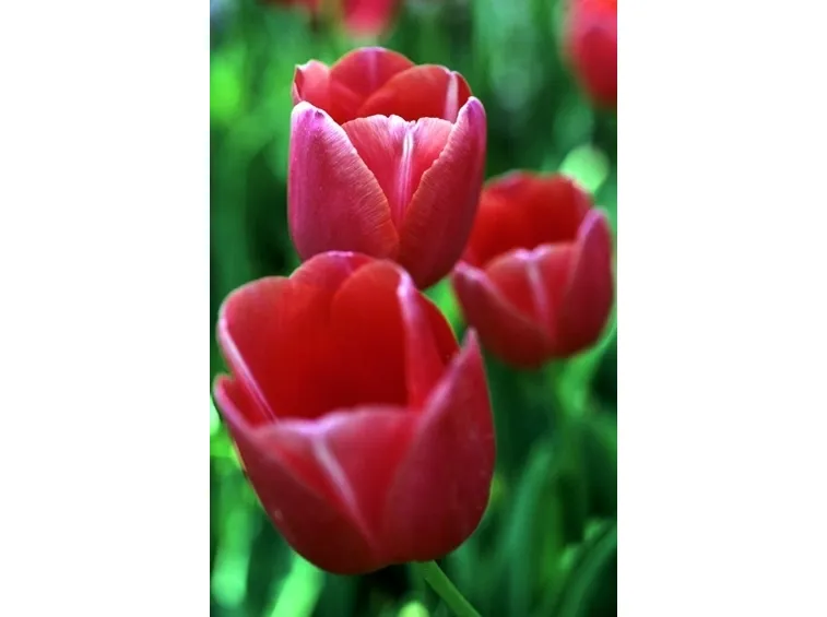 invio fiori per laurea e diploma-1