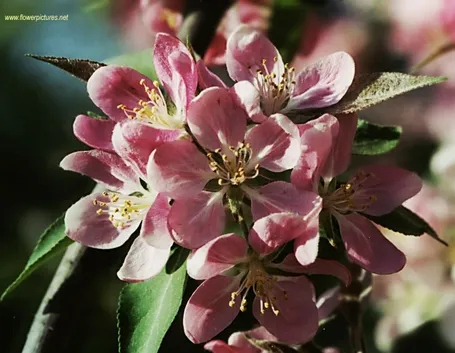invio fiori per lei