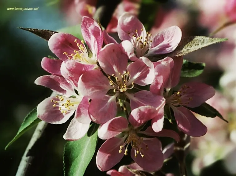invio fiori per lei
