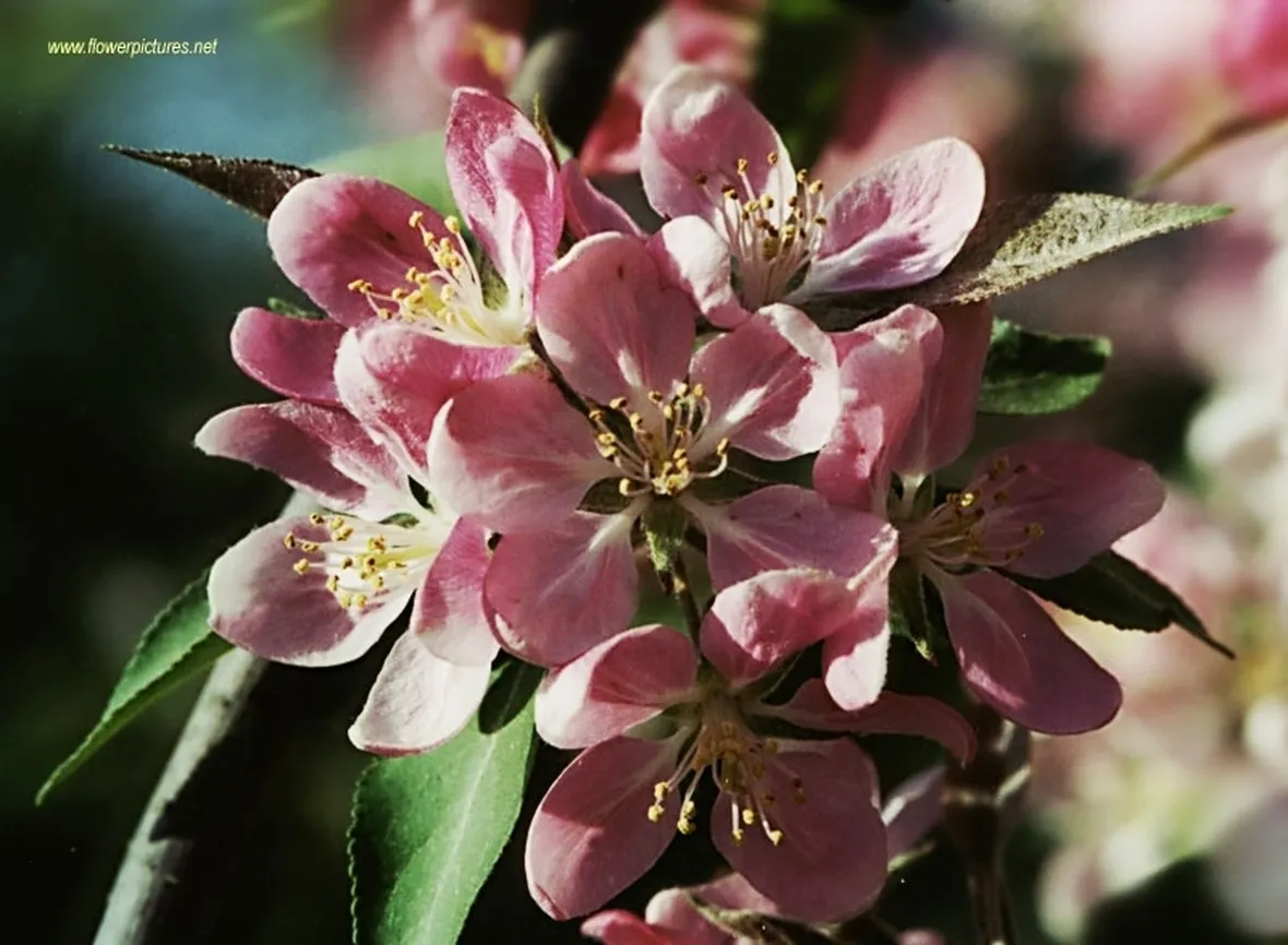 invio fiori per lei
