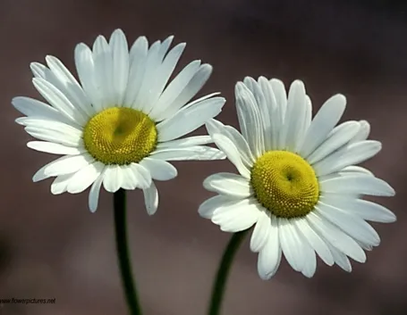 invio fiori per lui-1