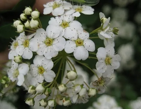 invio fiori per lui