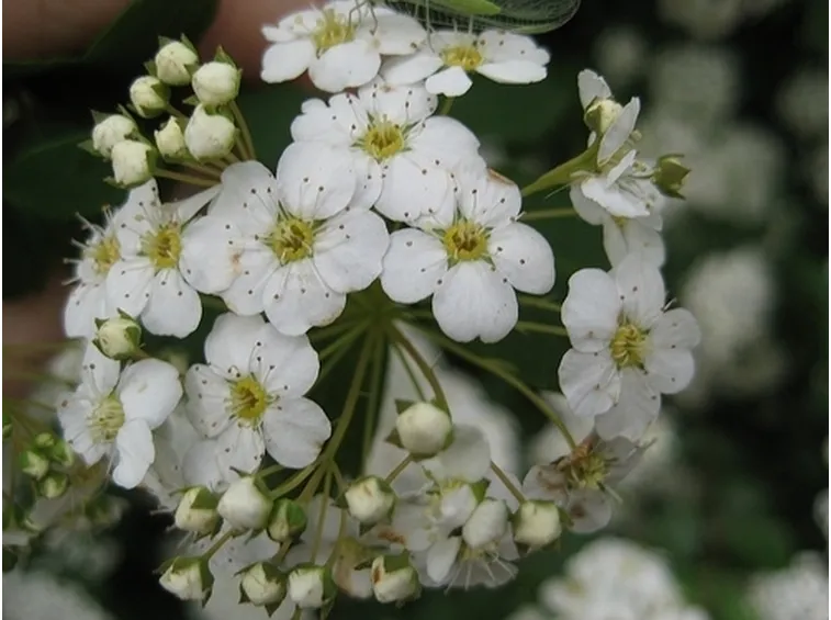 invio fiori per lui