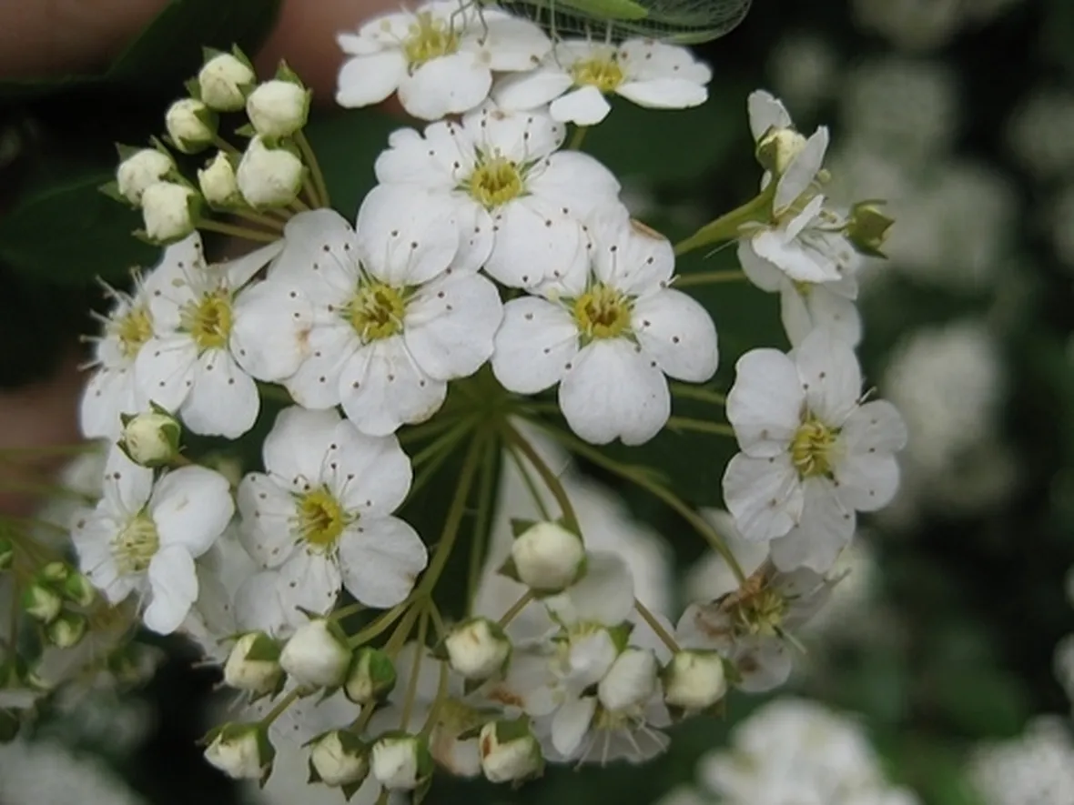 invio fiori per lui