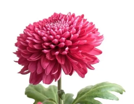 invio fiori per lutto-2