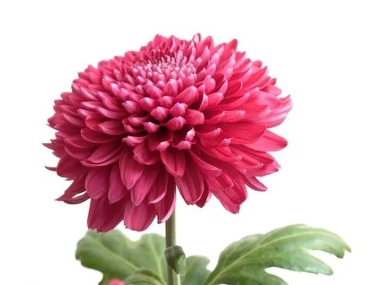 invio fiori per lutto-2