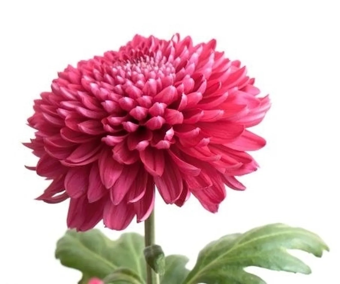 invio fiori per lutto-2